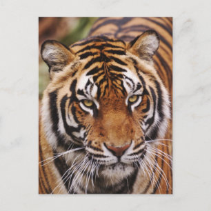 Bengal Tiger, Panthera tigris Postkarte