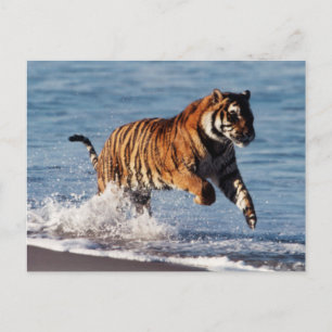 Bengal-Tiger (Panthera Tigris) Postkarte