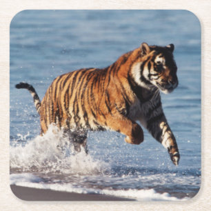 Bengal-Tiger (Panthera Tigris) Rechteckiger Pappuntersetzer