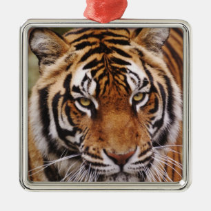 Bengal Tiger, Panthera tigris Silbernes Ornament
