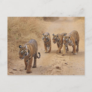Bengal-Tiger Postkarte