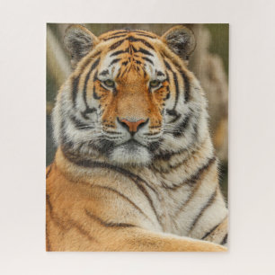 BENGAL-TIGER-PUZZEL PUZZLE