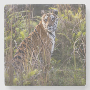 Bengal-Tigerin im hohen Gras, beim Versuch zu jage Steinuntersetzer