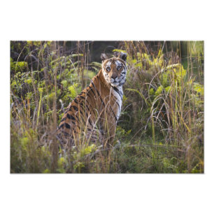 Bengal-Tigerin in hohem Gras, beim Versuch zu jage Fotodruck