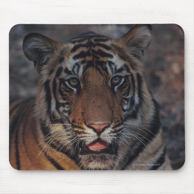 Bengalisch Tiger Cub Mousepad (Vorne)