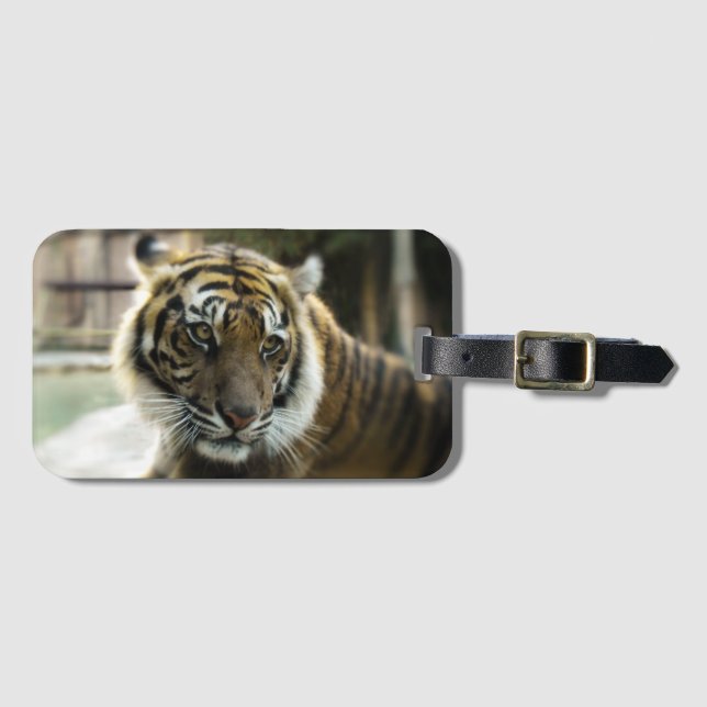 Bengalisch Tiger Gepäckanhänger (Vorderseite (Horizontal))