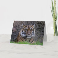 Bengalisch Tiger Grußkarte (4765)