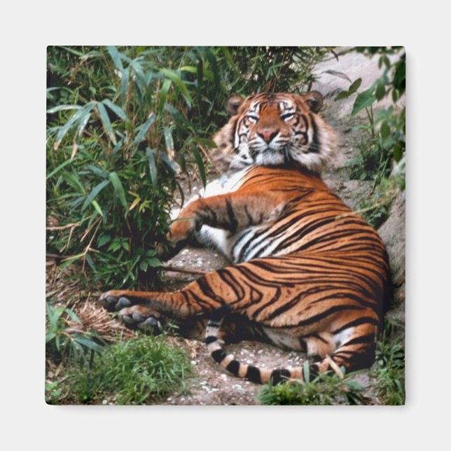 Bengalisch Tiger Magnet (Vorne)