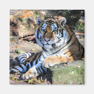 Bengalisch Tiger Magnet