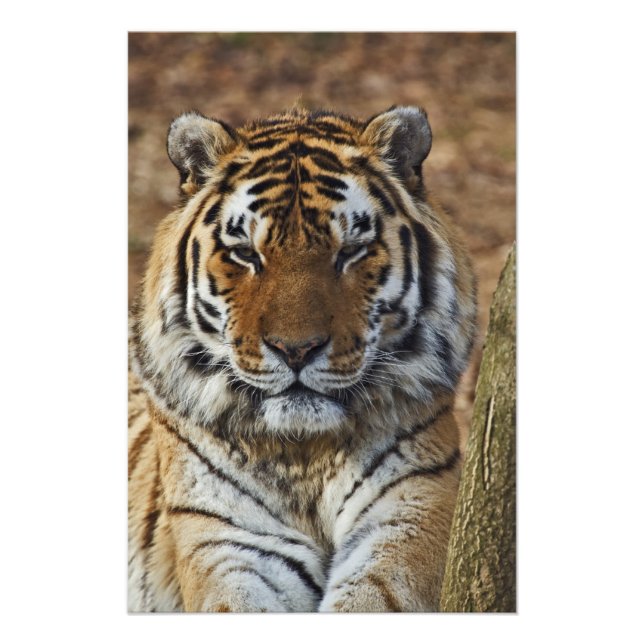 Bengalisch Tiger, Panthera tigris, Zoo von Louisvi Fotodruck (Vorne)