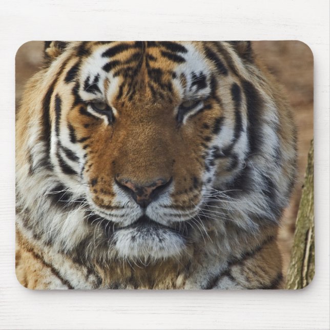 Bengalisch Tiger, Panthera tigris, Zoo von Louisvi Mousepad (Vorne)