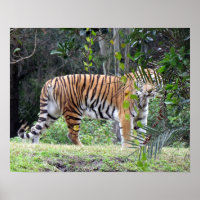 Bengalisch Tiger Poster