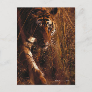 Bengalisch Tiger Postkarte
