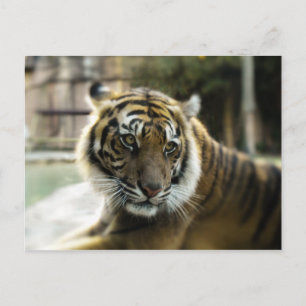 Bengalisch Tiger Postkarte