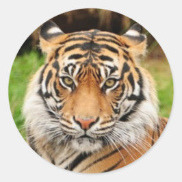 Bengalisch Tiger Runder Aufkleber
