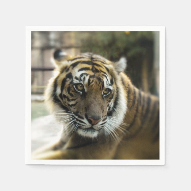 Bengalisch Tiger Serviette (Vorderseite)