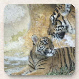 Bengalische entspannende Tiger Untersetzer