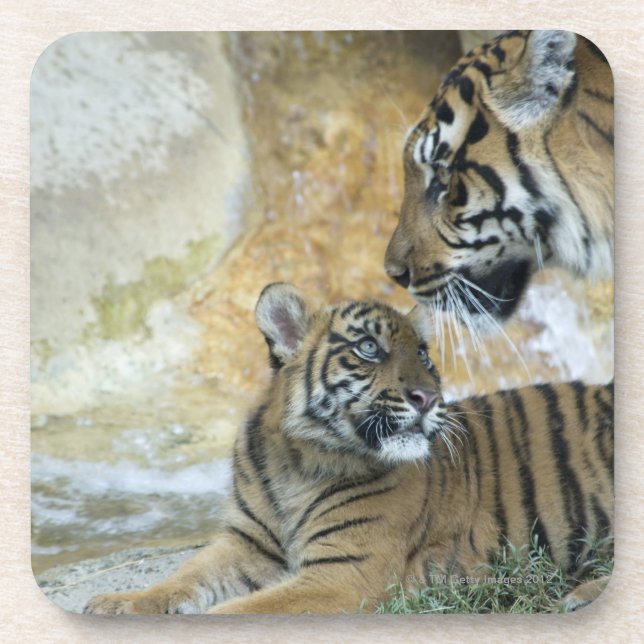 Bengalische entspannende Tiger Untersetzer (Vorderseite)