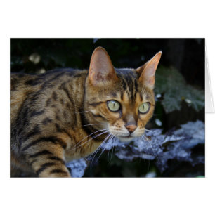 Bengalische Katze