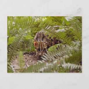Bengalische Katze 003 Postkarte