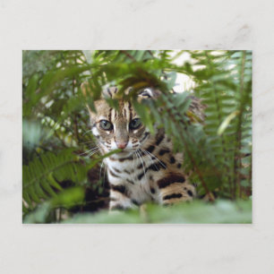 Bengalische Katze 022 Postkarte