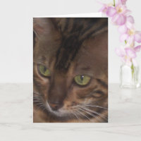 Bengalische Katze - Grußkarte