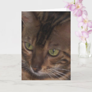 Bengalische Katze - Grußkarte Karte