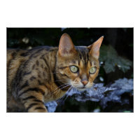 Bengalische Katze