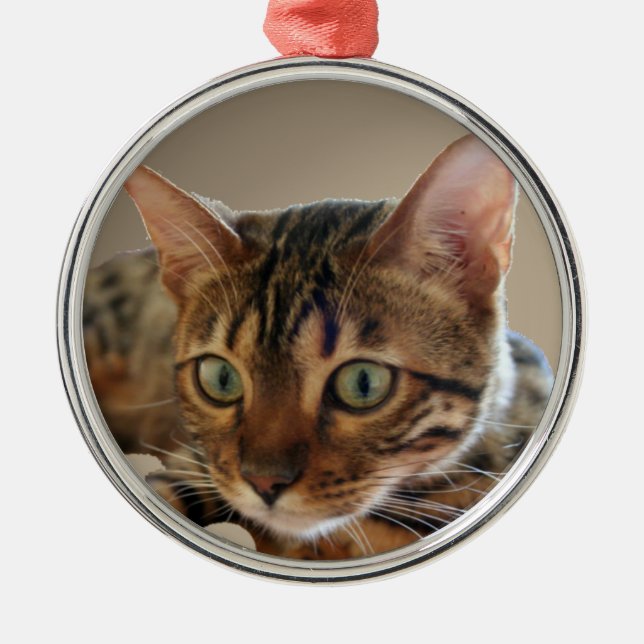 Bengalische Katze Silbernes Ornament (Vorne)