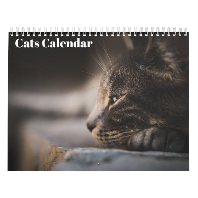 Bengalische Katzen - Kalender 2025 (Titelbild)