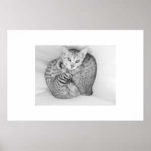 Bengalische Katzen Poster
