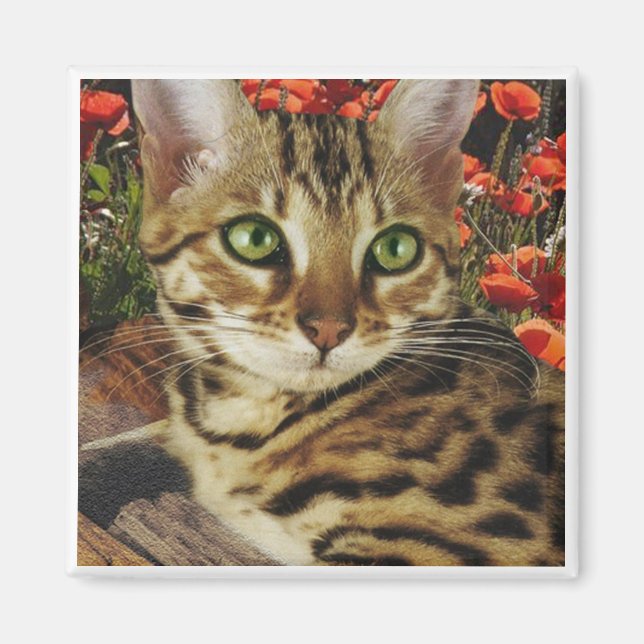 Bengalische Magnete (Vorne)