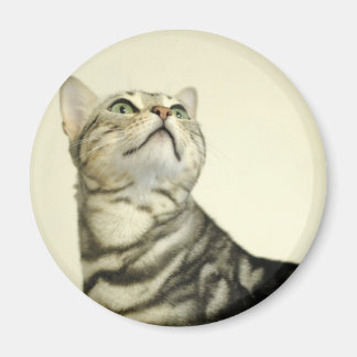 Bengalische Marmorkatze Magnet