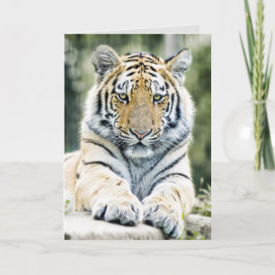 BENGALISCHE TIGER ART BIRTHDAY GREETING CARDS KARTE