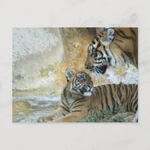 Bengalische Tiger entspannen Postkarte
