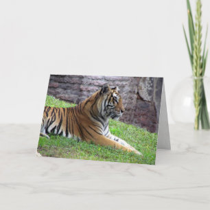 Bengalische Tiger Grußkarte Karte