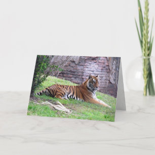 Bengalische Tiger Grußkarte Karte
