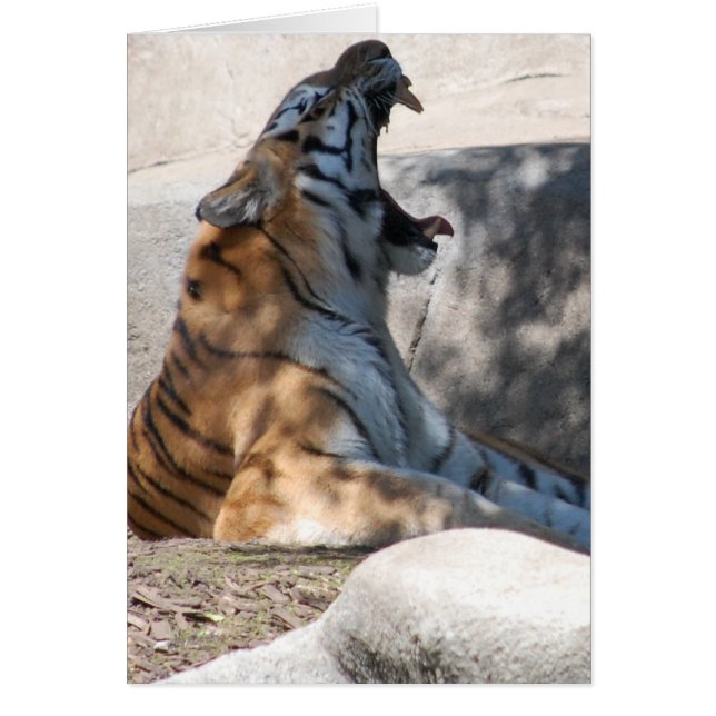 Bengalische Tiger-Liebe (Vorne)