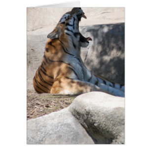 Bengalische Tiger-Liebe