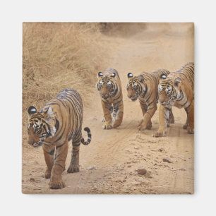 Bengalische Tiger Magnet