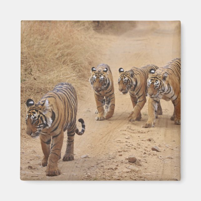 Bengalische Tiger Magnet (Vorne)