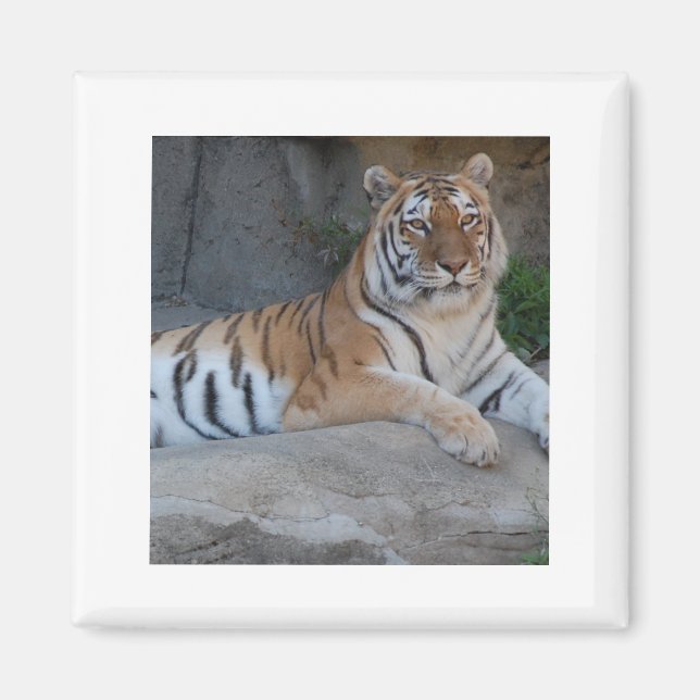 Bengalische Tiger Magnet (Vorne)