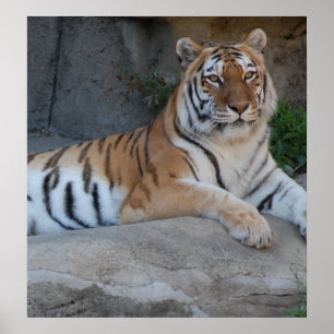 Bengalische Tiger Poster