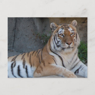 Bengalische Tiger Postkarte
