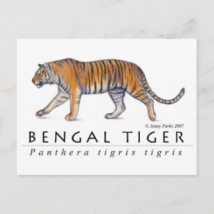 Bengalische Tiger Postkarte