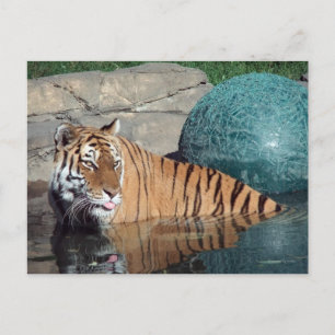Bengalische Tiger-Postkarte Nr. 1 Postkarte