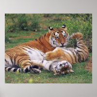 Bengalische Tiger spielen