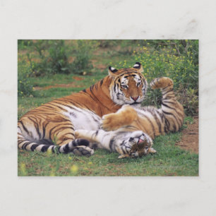Bengalische Tiger spielen Postkarte