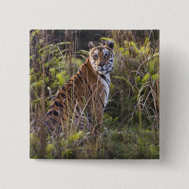 Bengalische Tigerin im großen Gras, die versucht z Button (Vorderseite)