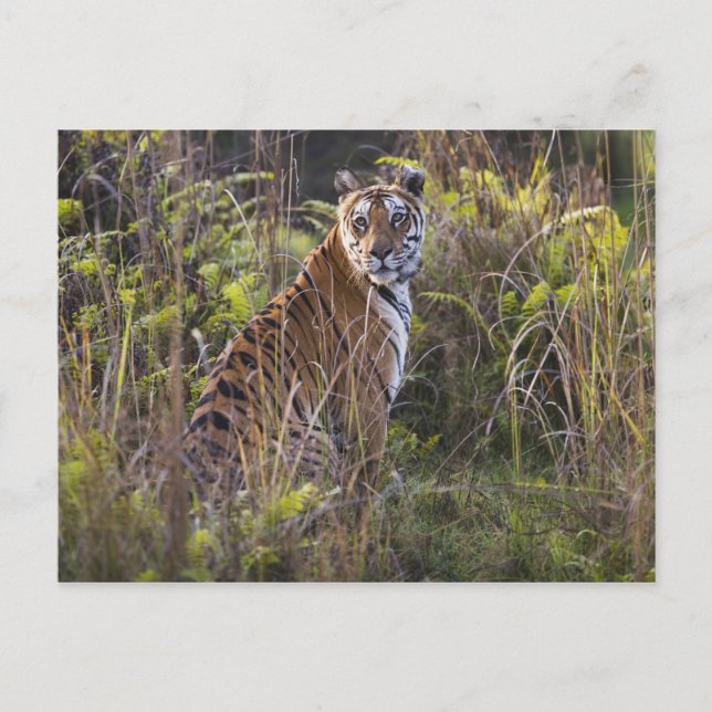 Bengalische Tigerin im großen Gras, die versucht z Postkarte (Vorderseite)